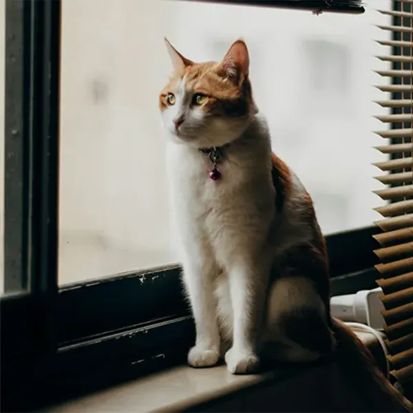 Katze sitzt gem&uuml;tlich an einem warmen, sicheren PVC-Fenster aus Polen