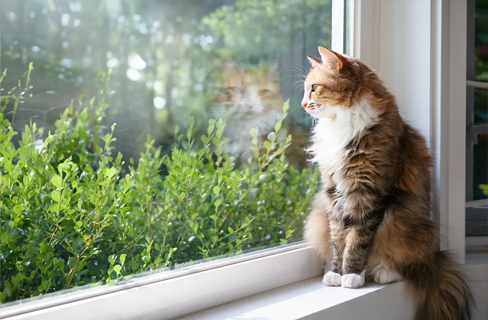 Katze sitzt auf der Innenfensterbank und blickt nach drau&szlig;en &ndash; Beispiel f&uuml;r &auml;sthetische Gestaltung von Fenstern im Wohnraum.