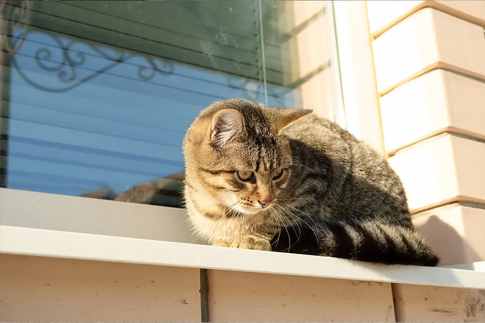 Katze auf der Außenfensterbank – Funktionen und Bedeutung von Außenfensterbänken für den Fassadenschutz