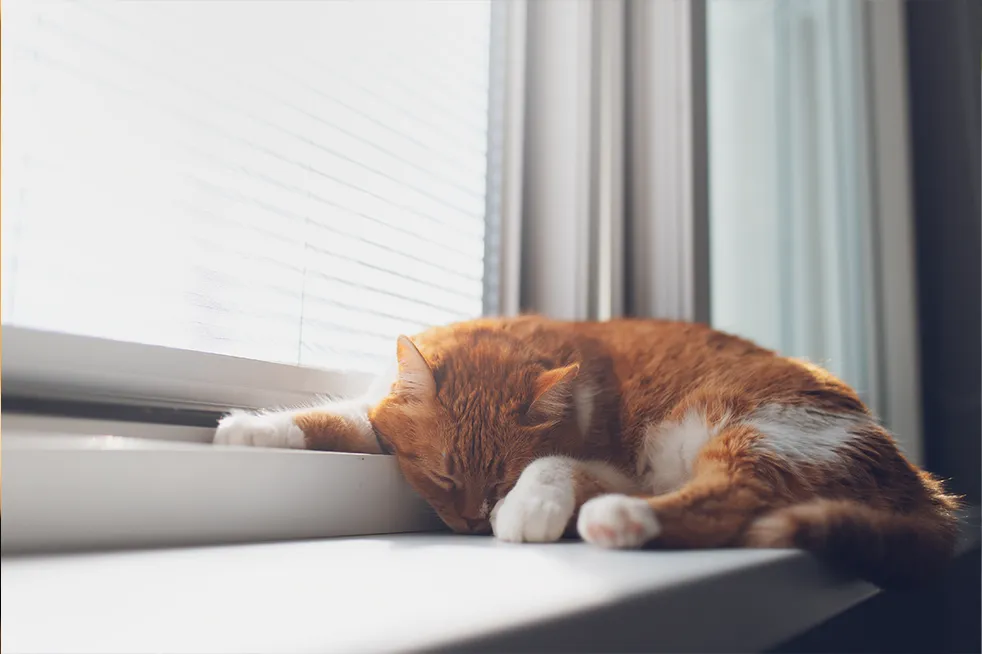 Katze auf wei&szlig;er PVC-Fensterbank am Fenster &ndash; leichte und praktische Kunststofffensterbank f&uuml;r moderne Innenr&auml;ume